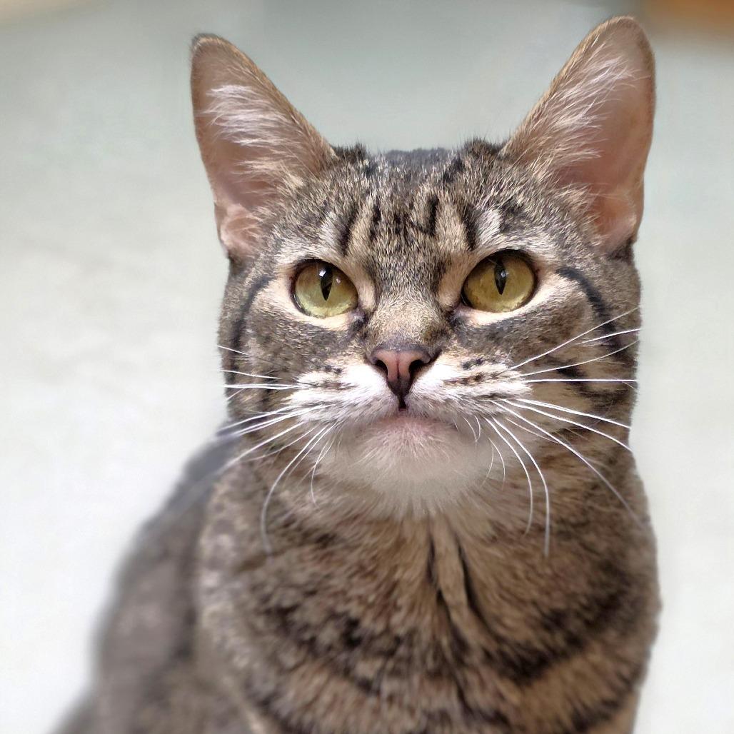 Ruby, Adoptable, Adult Female Domestic Short Hair.