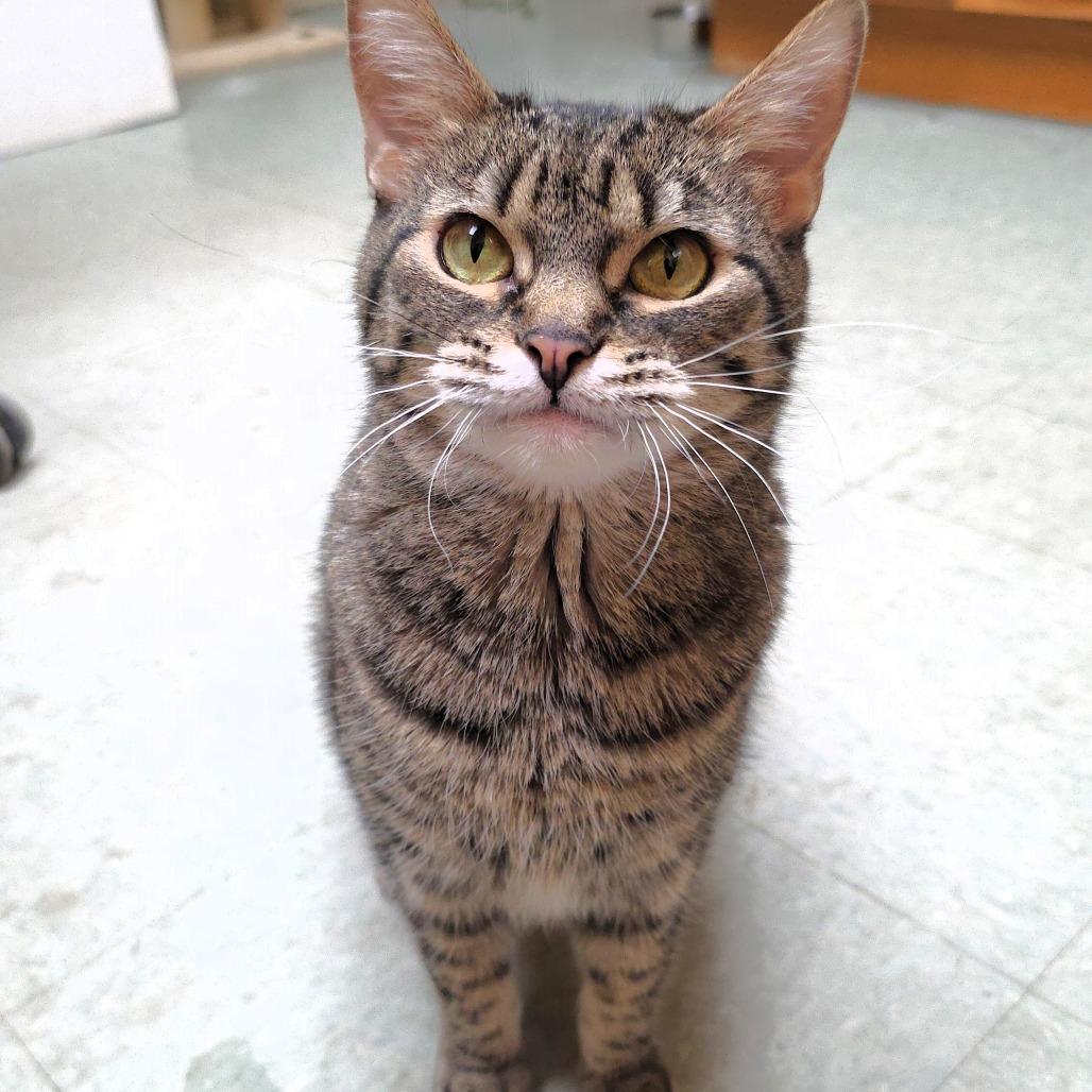 Ruby, a Adoptable Domestic Short Hair in Michigan City, IN image 2/6
