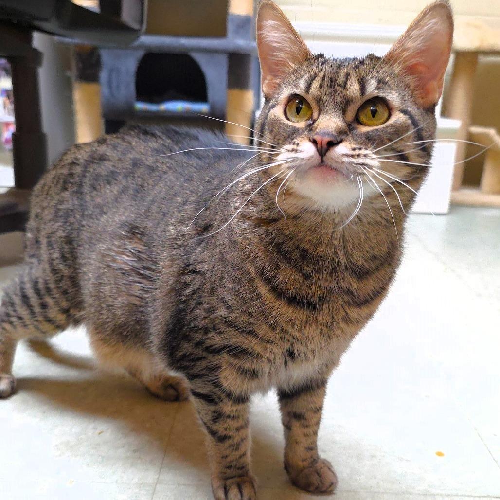 Ruby, a Adoptable Domestic Short Hair in Michigan City, IN image 5/6