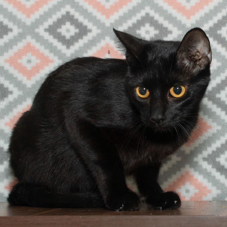 Shurie, Adoptable, Young Female Domestic Short Hair.