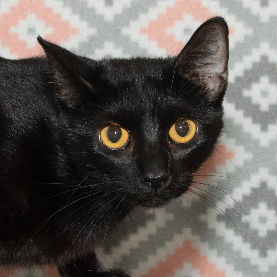 Enlarge Shurie, a Adoptable Domestic Short Hair in Troy, OH image 2/3