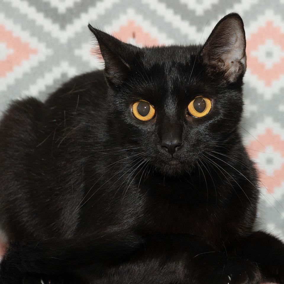 Enlarge Shurie, a Adoptable Domestic Short Hair in Troy, OH image 3/3