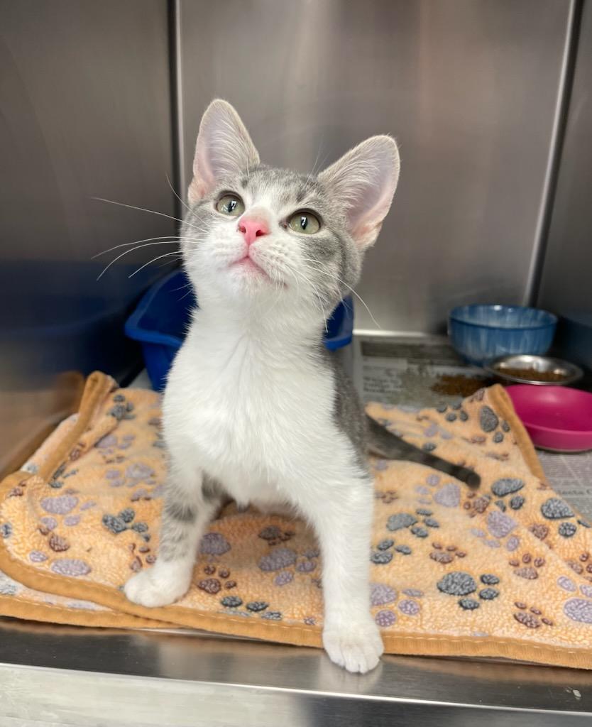 Rocco, Adopted, Kitten Male Domestic Short Hair.