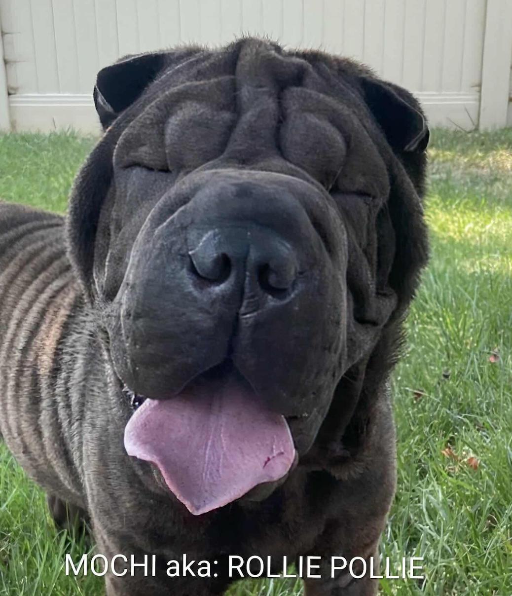 ROLLIE POLLIE, adopted, Adult Male Shar-Pei.
