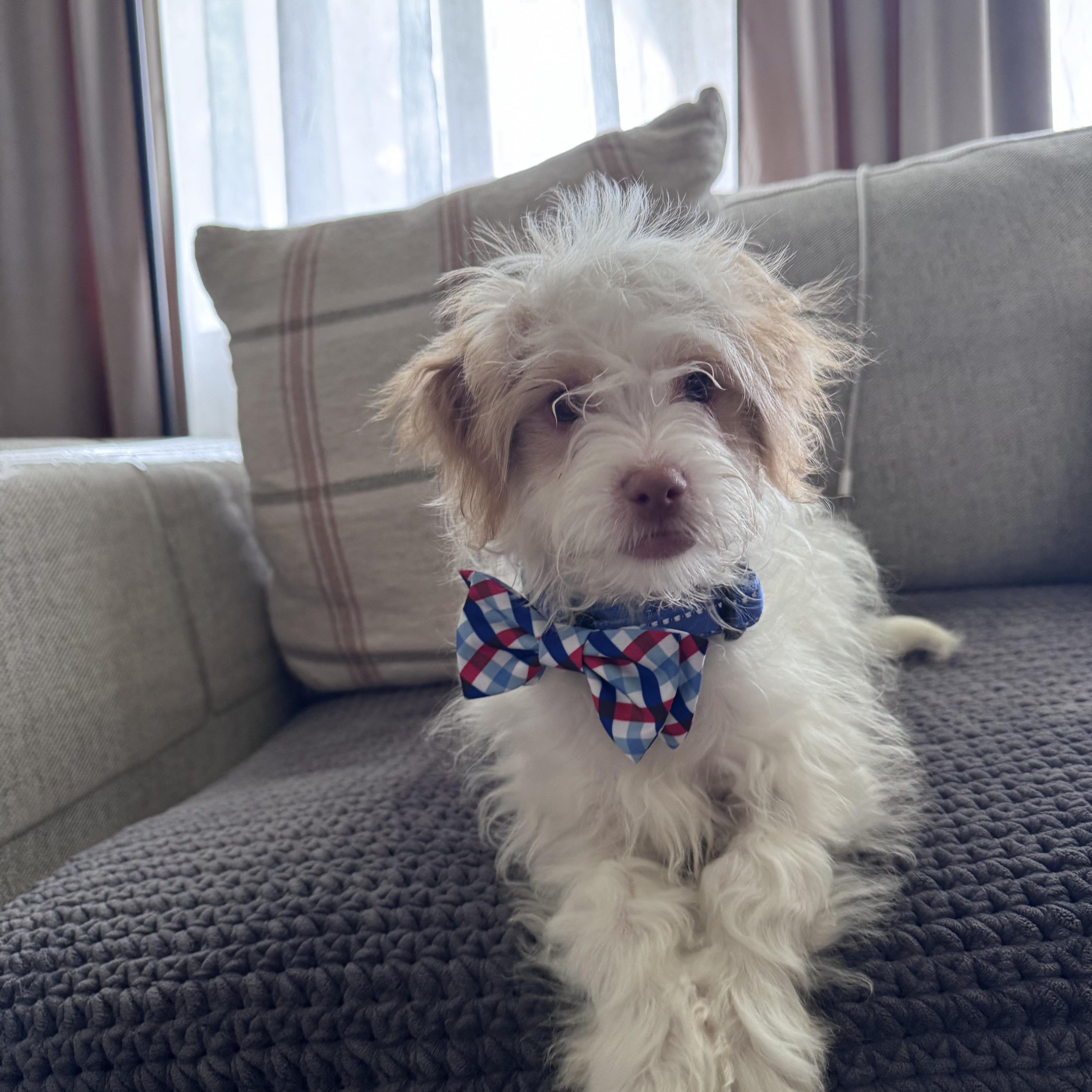 toby available for adoption, an adoptable Maltipoo, Jack Russell Terrier in Tustin, CA, 92780 | Photo Image 5