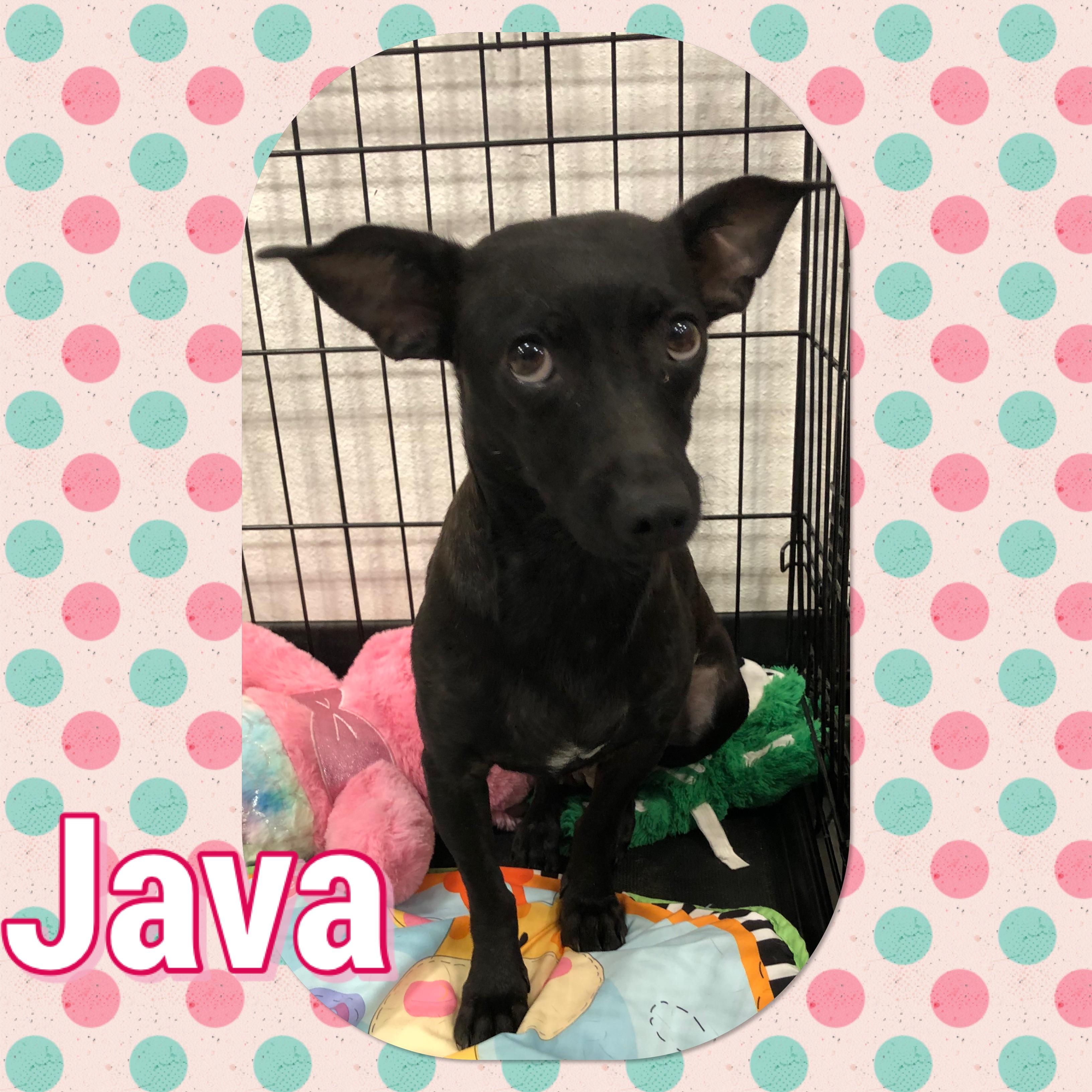 Java, Adoptable, Adult Female Chihuahua.