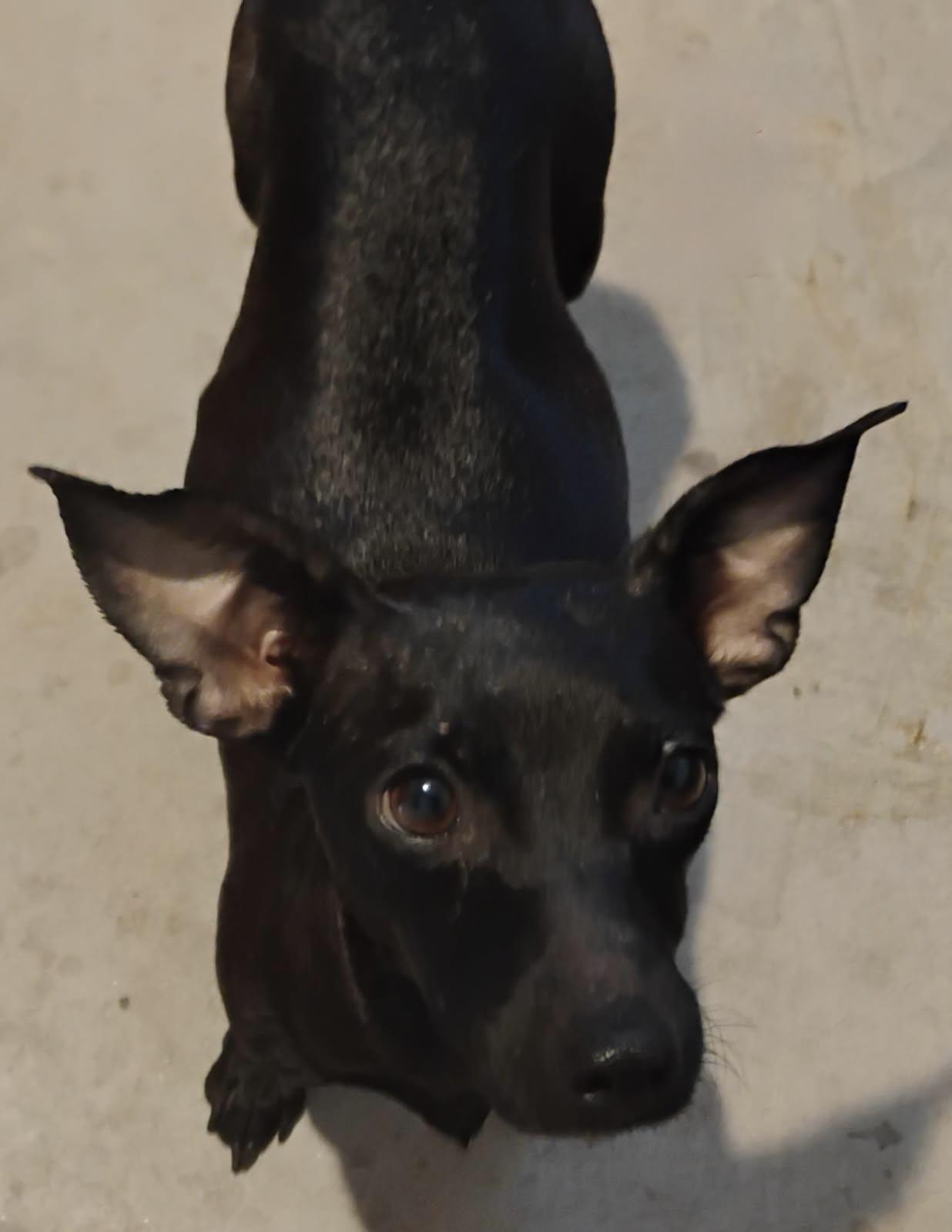 Enlarge Java, a Adoptable Chihuahua in Tucson, AZ image 2/2