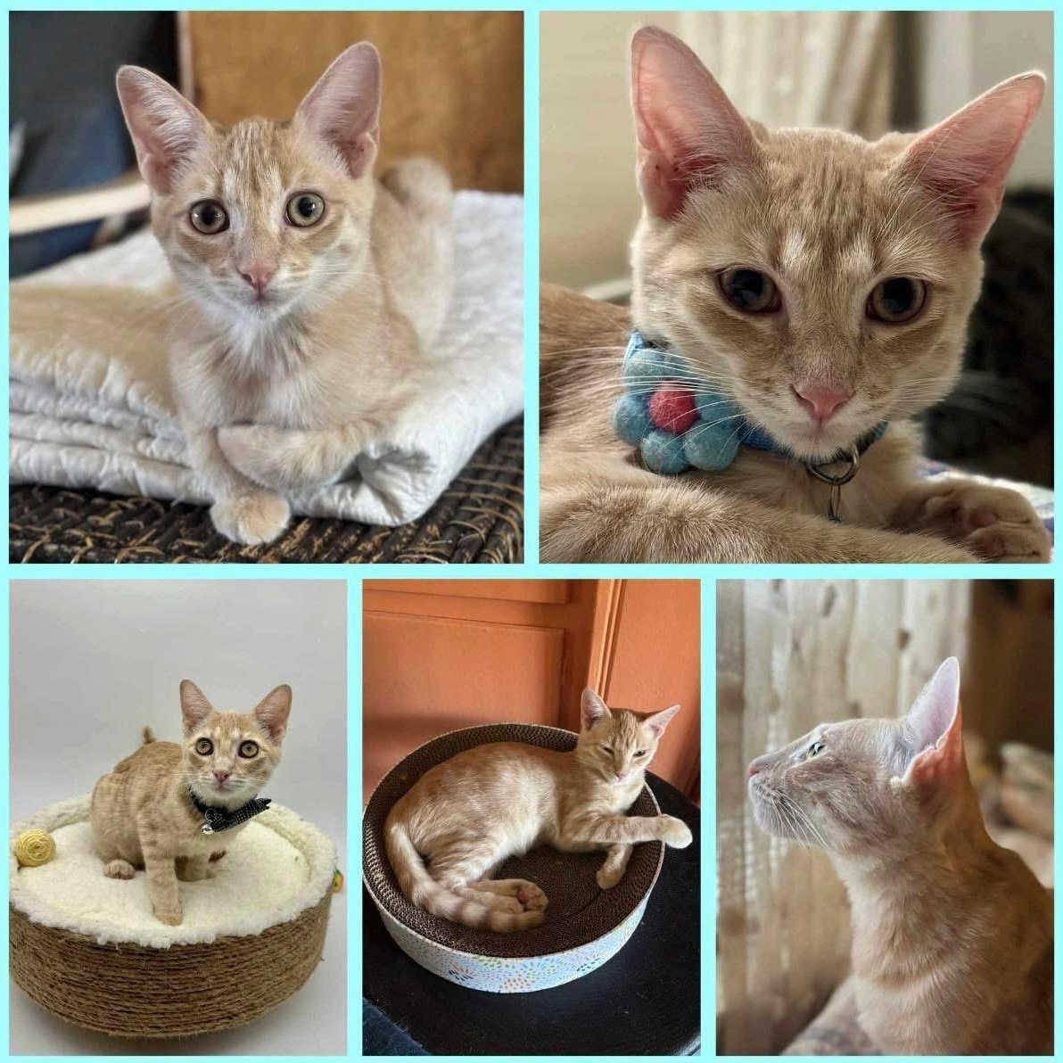 Nevicare, Adoptable, Young Male Tabby.