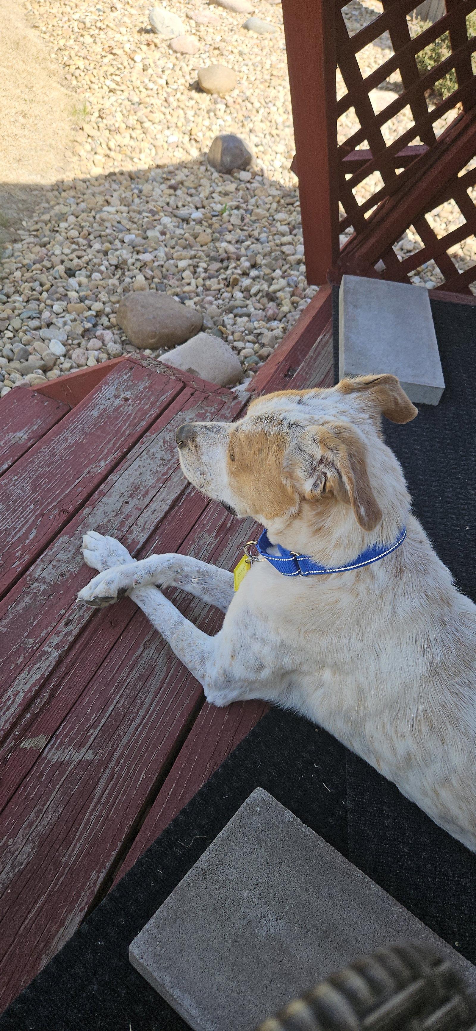Enlarge Gucci #2, a Adoptable Australian Cattle Dog / Blue Heeler in Aurora, CO image 1/3