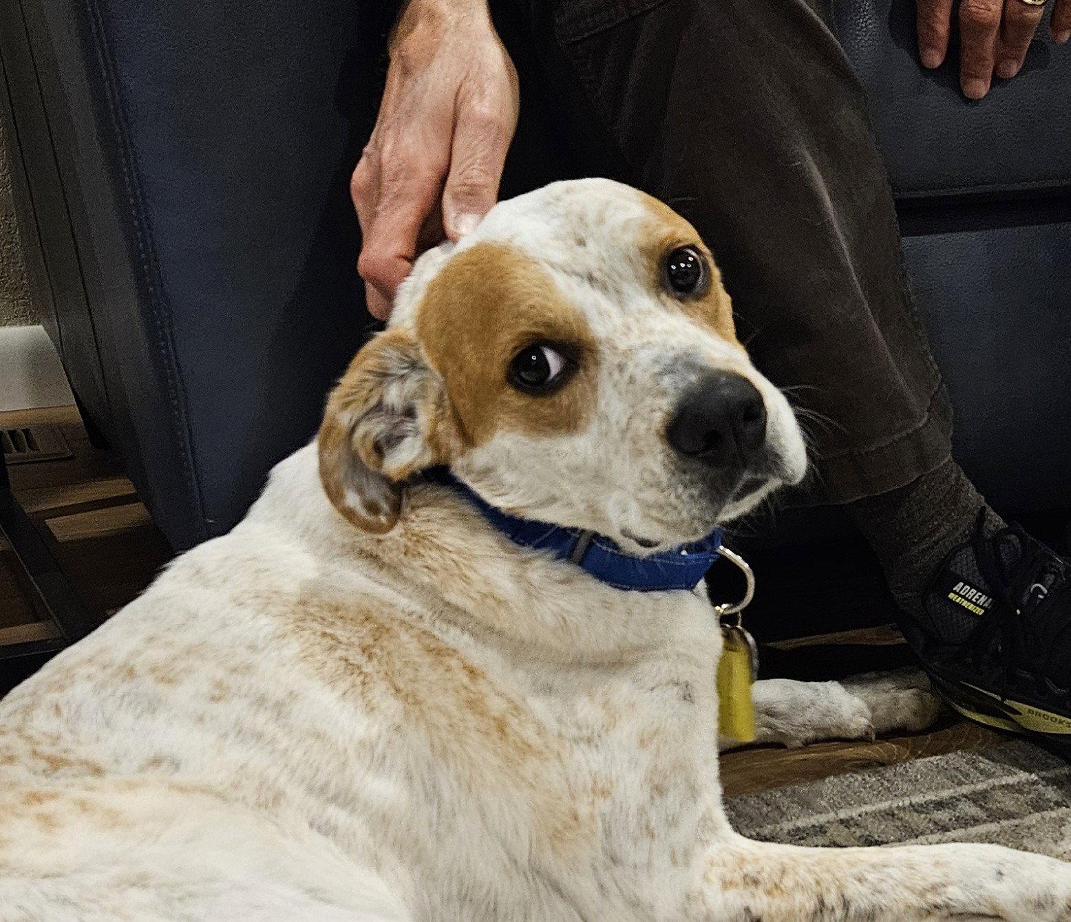 Enlarge Gucci #2, a Adoptable Australian Cattle Dog / Blue Heeler in Aurora, CO image 2/3
