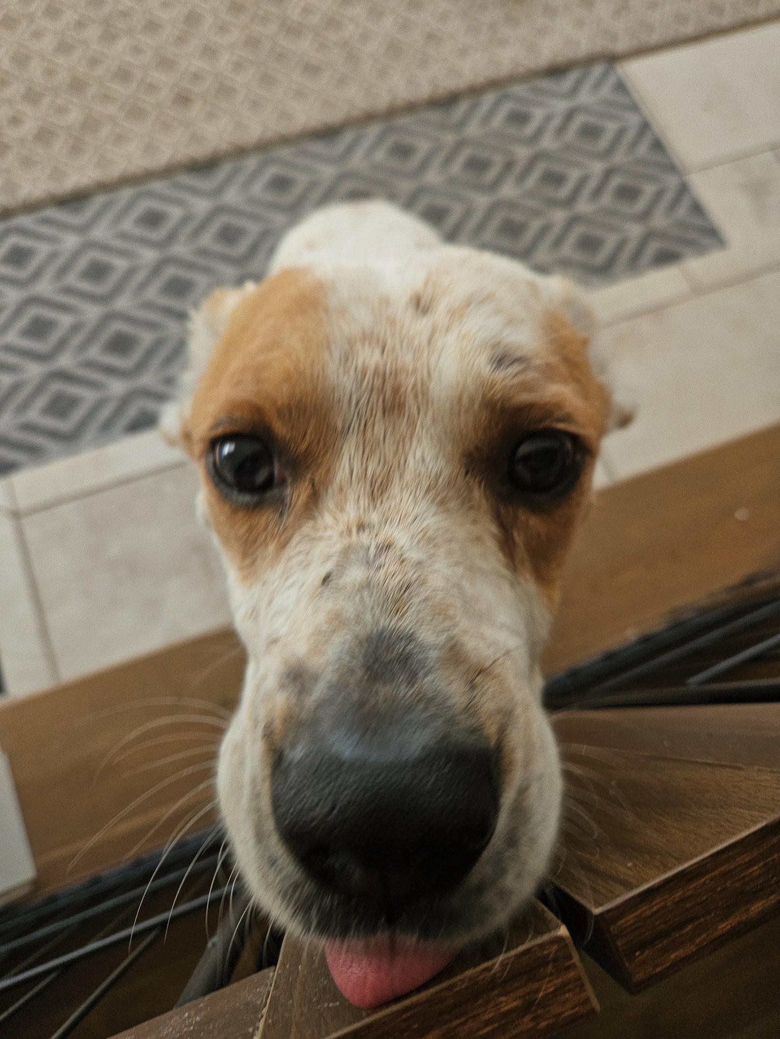 Enlarge Gucci #2, a Adoptable Australian Cattle Dog / Blue Heeler in Aurora, CO image 3/3