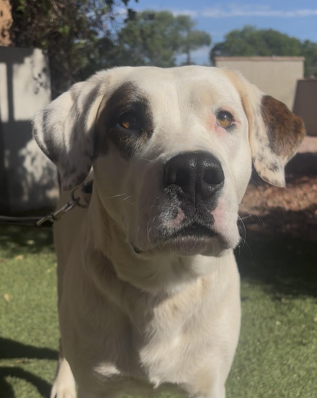 Tundra, a ADOPTABLE mixed breed in Payson, AZ image 1/3