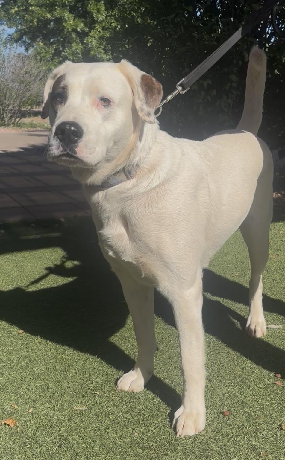 Tundra, a ADOPTABLE mixed breed in Payson, AZ image 3/3