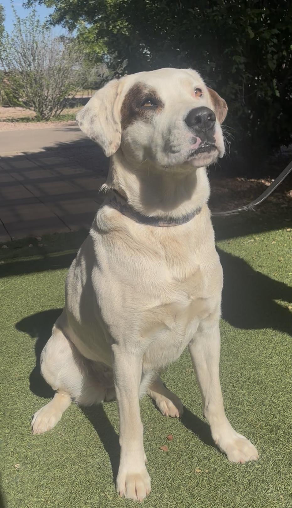 Tundra, a ADOPTABLE mixed breed in Payson, AZ image 2/3