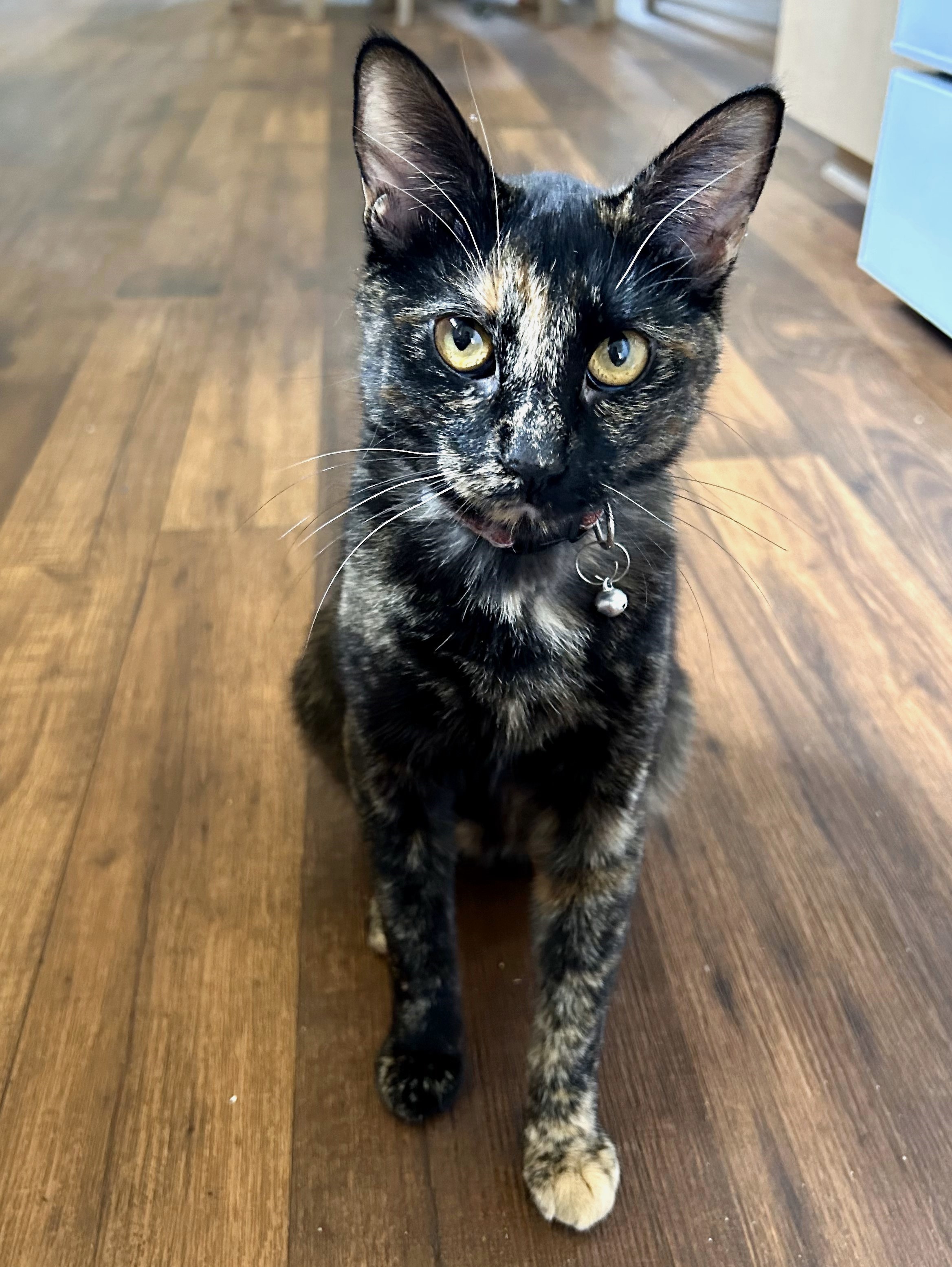 Caroline, the whispering kitty!