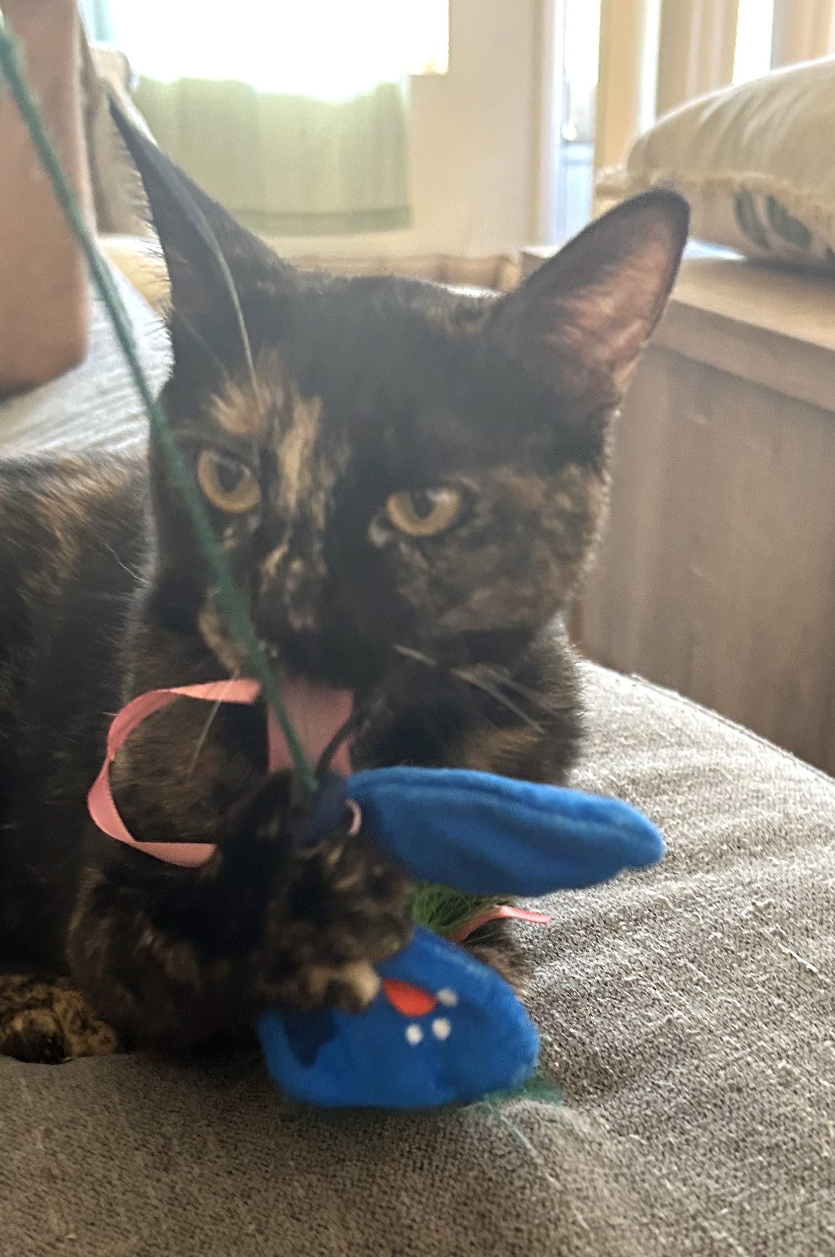 Caroline, the whispering kitty!