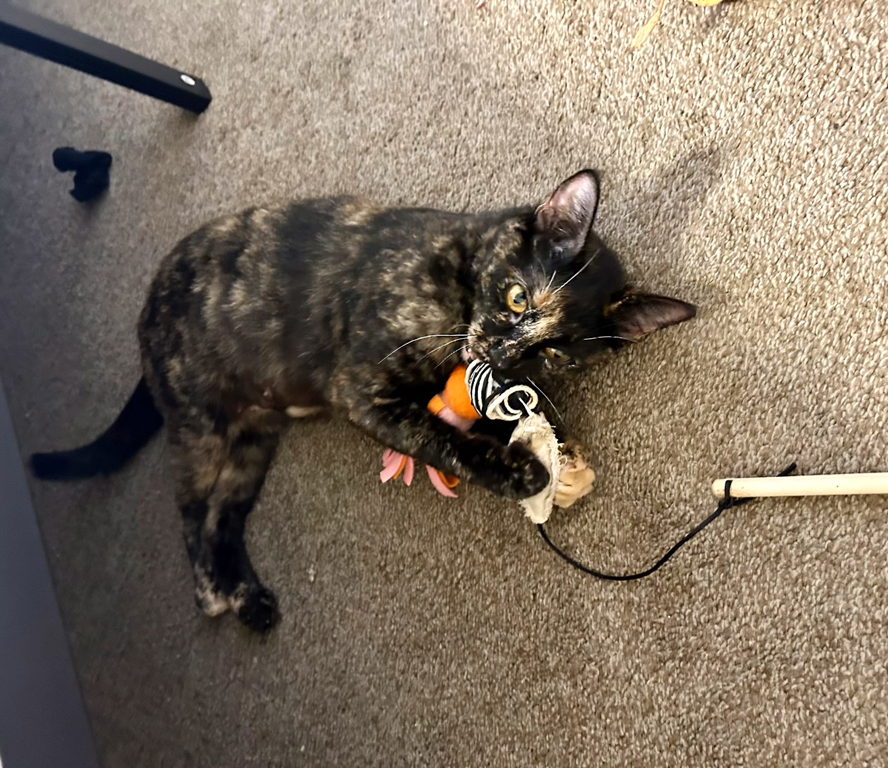 Caroline, the whispering kitty!, Young Female Tortoiseshell