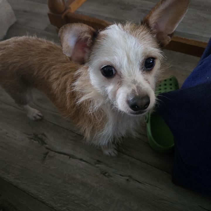 Princess Bee, Adult Female Terrier