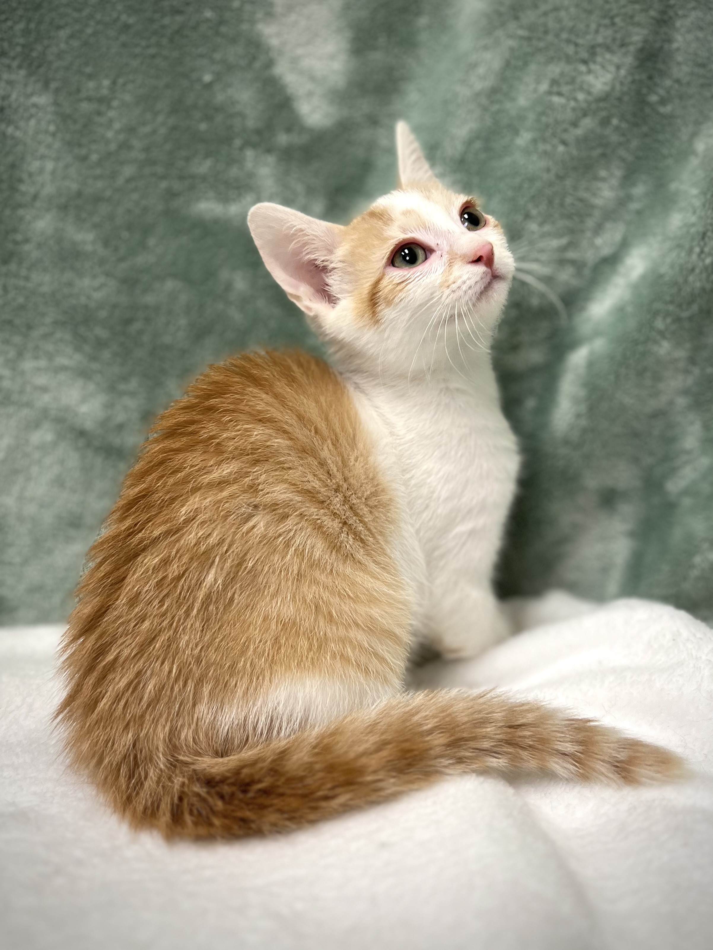 Carter, a Adoptable mixed breed in Greensboro, NC image 3/5