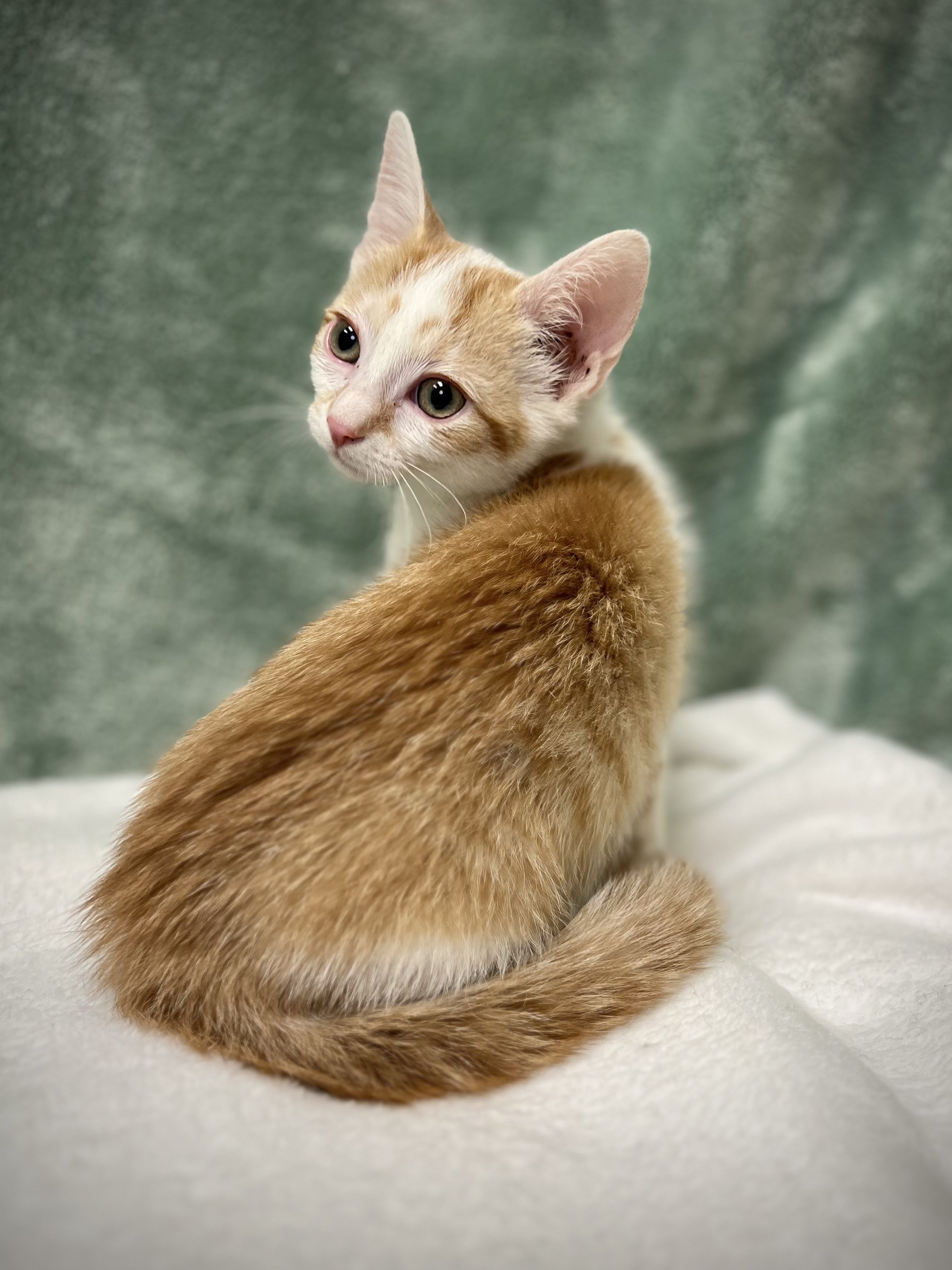 Carter, a Adoptable mixed breed in Greensboro, NC image 4/5