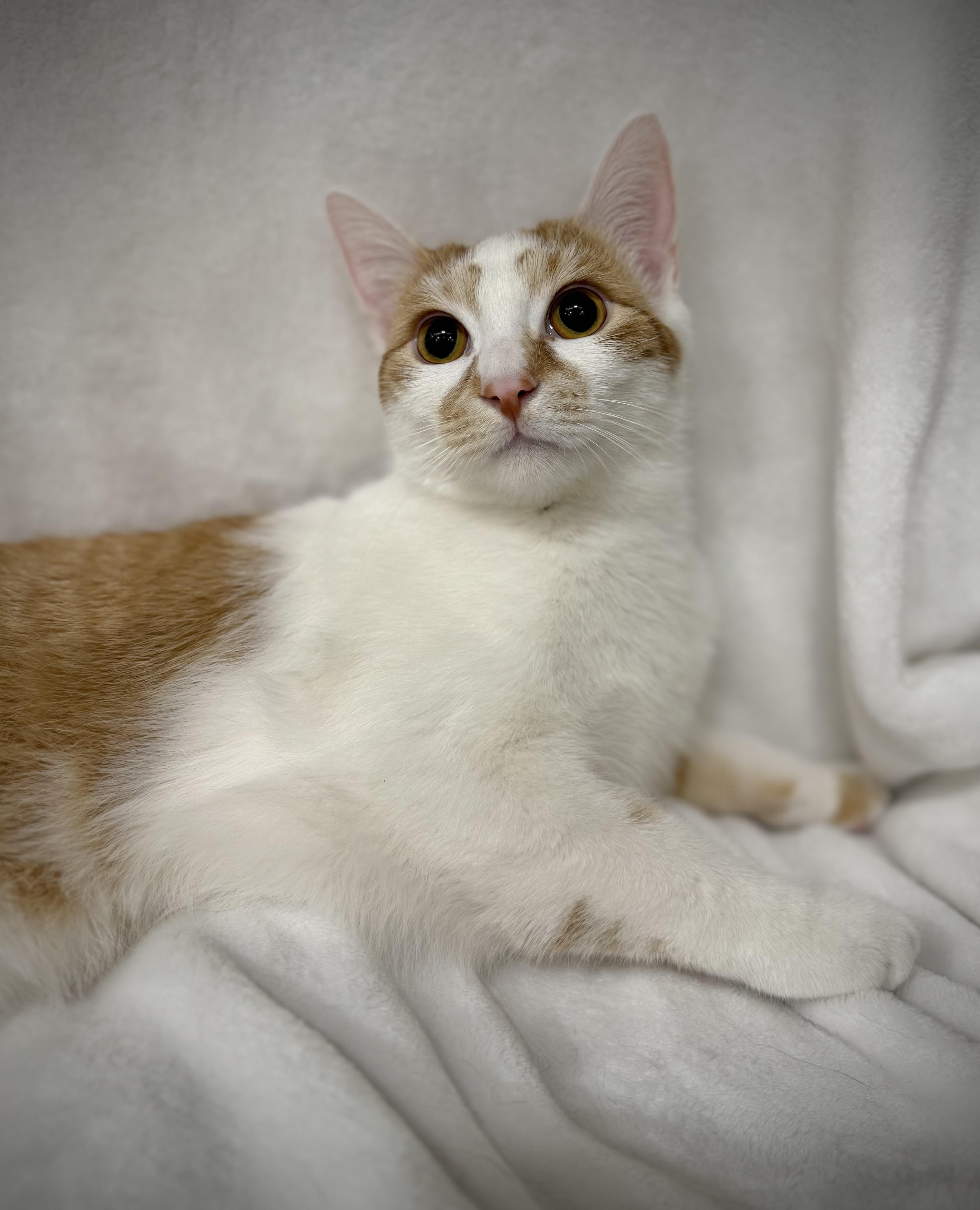 Carter, a Adoptable mixed breed in Greensboro, NC image 1/5