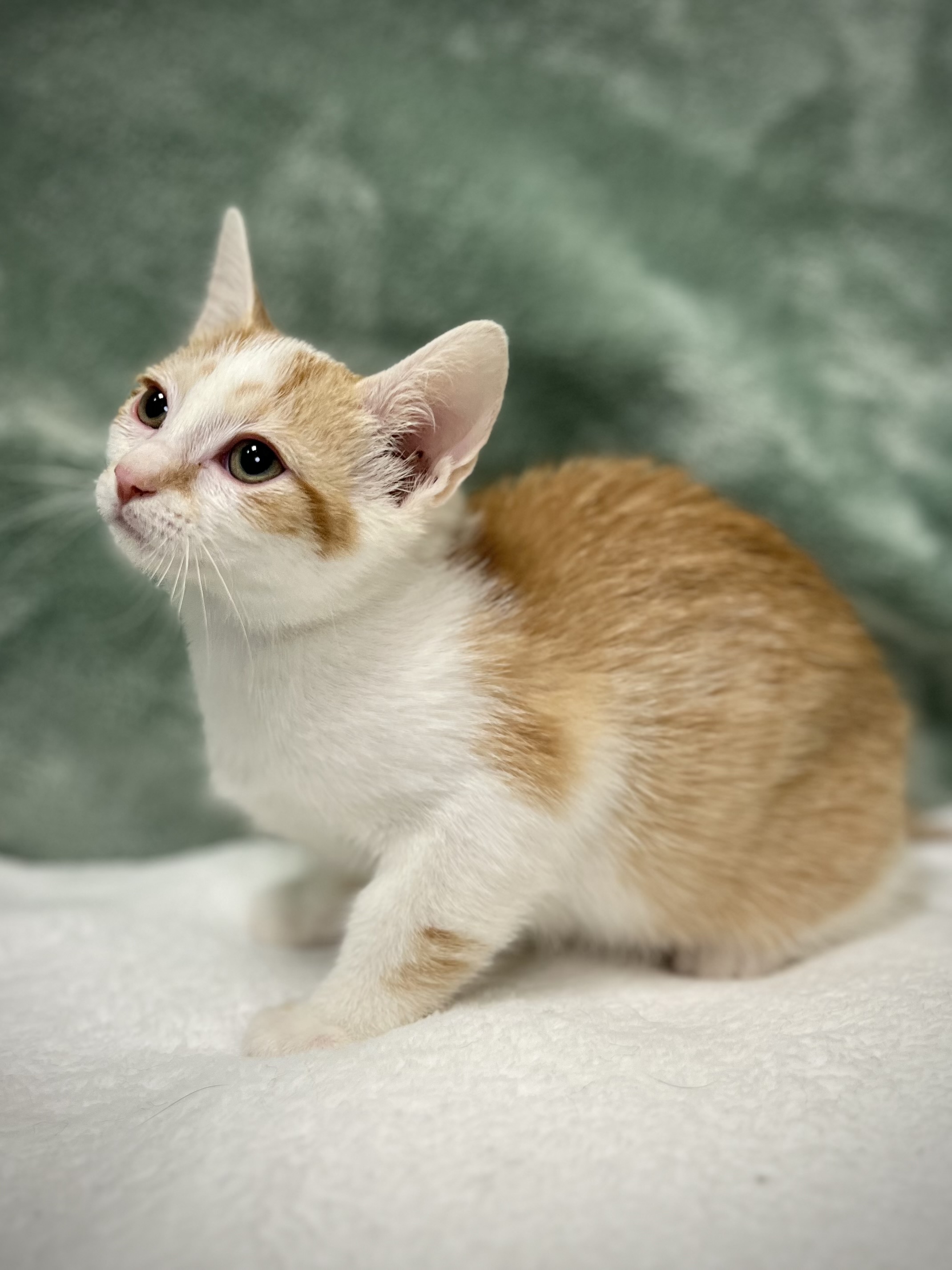 Carter, a Adoptable mixed breed in Greensboro, NC image 5/5