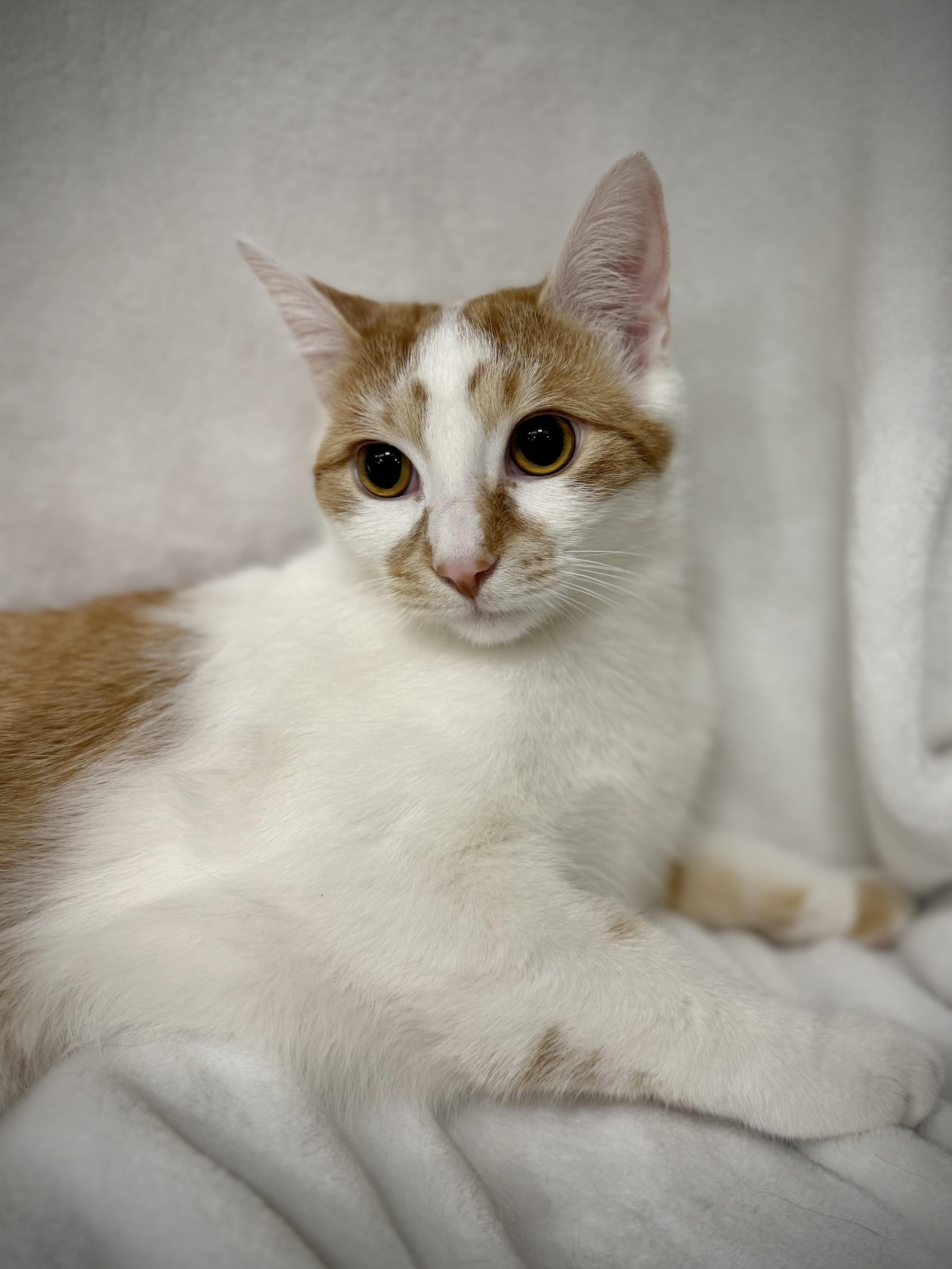 Carter, a Adoptable mixed breed in Greensboro, NC image 2/5