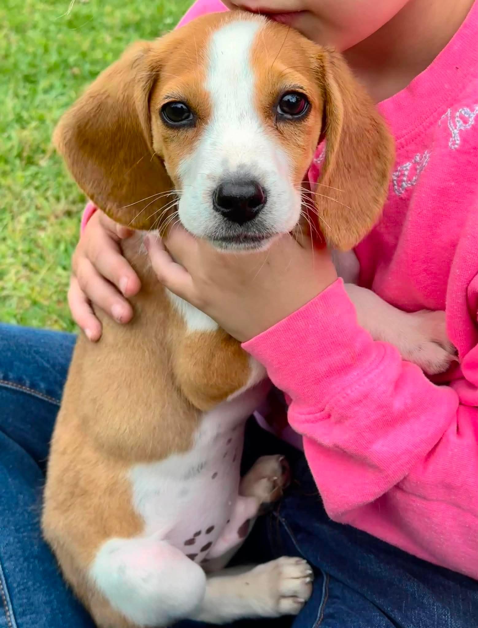 Enlarge Chip EG in MS, a Adoptable Beagle in Warwick, RI image 1/2