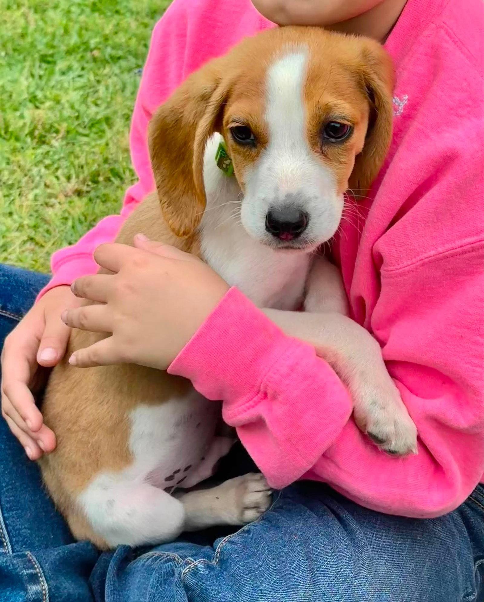 Enlarge Chip EG in MS, a Adoptable Beagle in Warwick, RI image 2/2