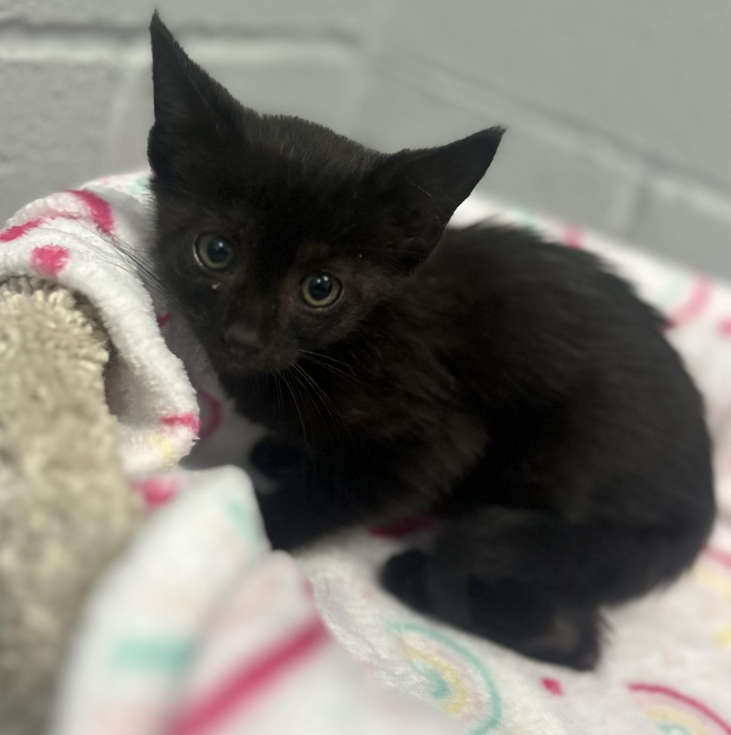 Nymera, ADOPTABLE, Kitten Female Domestic Short Hair.