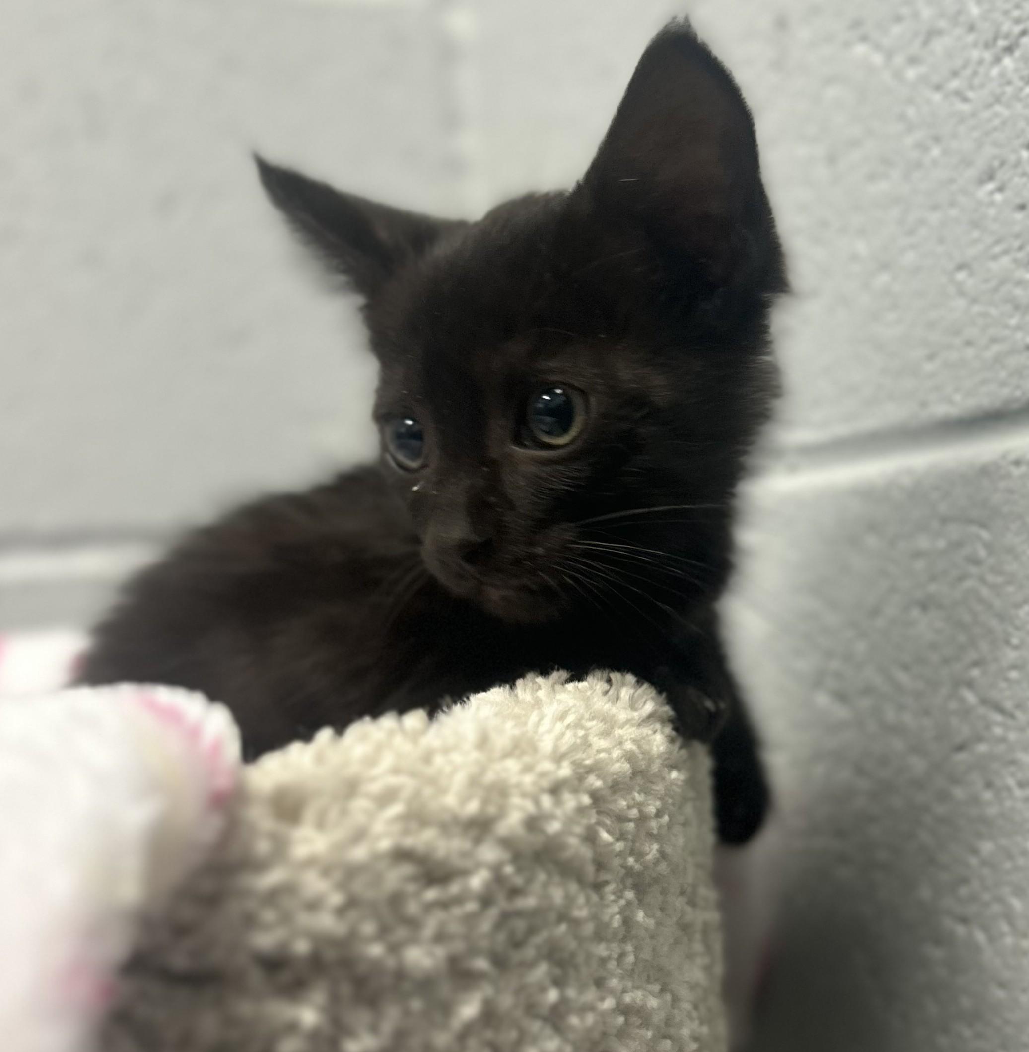 Nymera, a ADOPTABLE mixed breed in Siloam Springs, AR image 2/4
