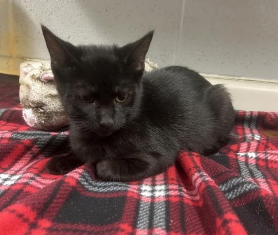 Enlarge Nymera (All Better), a Adopted mixed breed in Siloam Springs, AR image 4/6