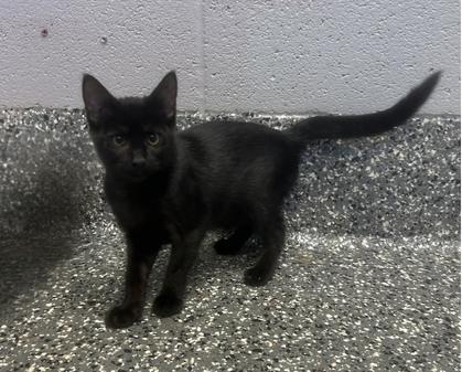 Enlarge Nymera (All Better), a Adopted mixed breed in Siloam Springs, AR image 2/6