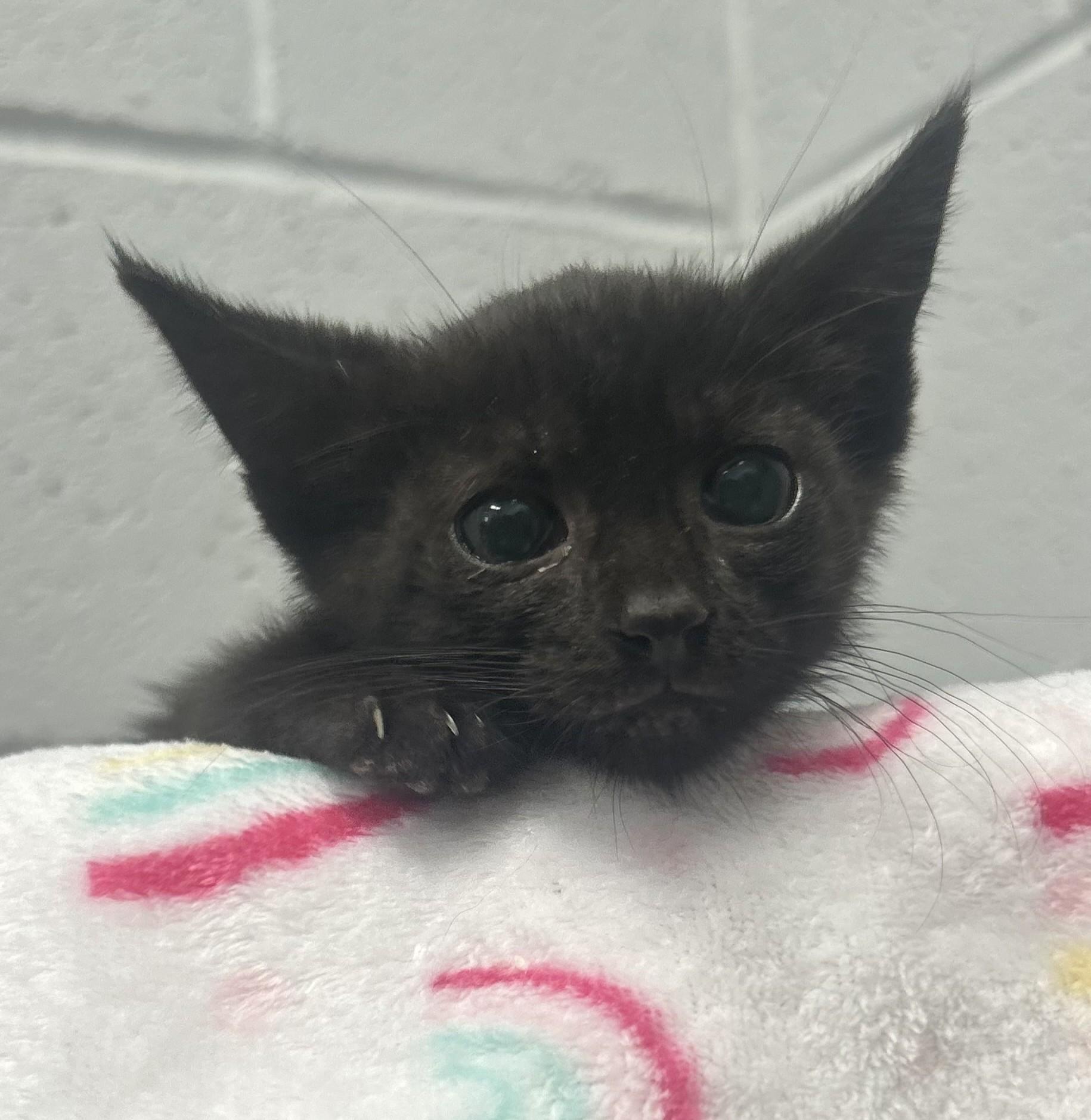 Nymera, a ADOPTABLE mixed breed in Siloam Springs, AR image 3/4