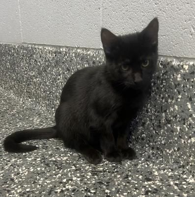Enlarge Nymera (All Better), a Adopted mixed breed in Siloam Springs, AR image 1/6
