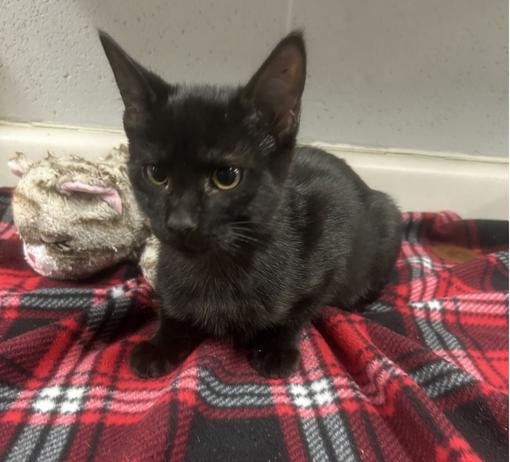 Enlarge Nymera (All Better), a Adopted mixed breed in Siloam Springs, AR image 3/6