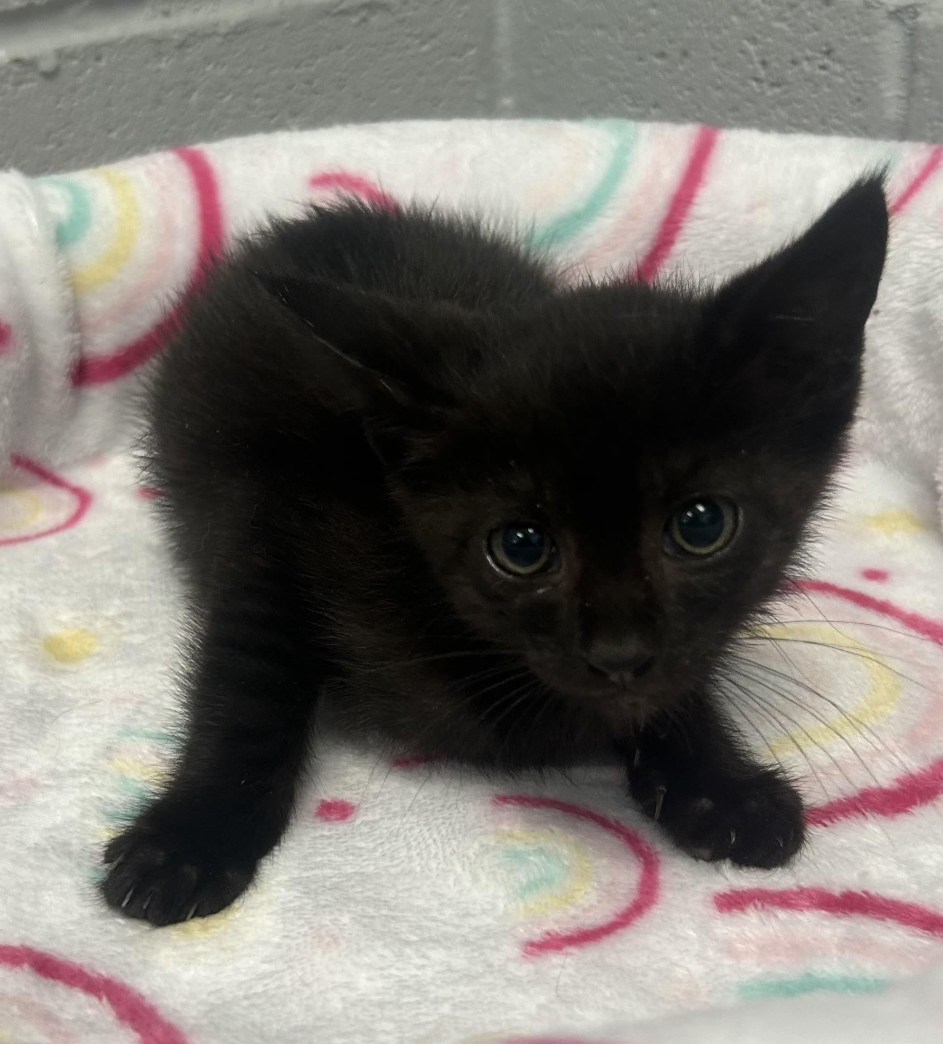 Nymera, a ADOPTABLE mixed breed in Siloam Springs, AR image 4/4