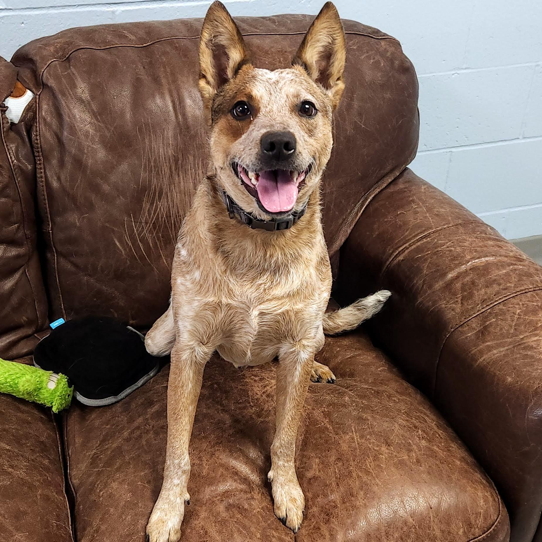 Cowboy, an adoption pending Australian Cattle Dog / Blue Heeler in Marshfield, WI image 2/5