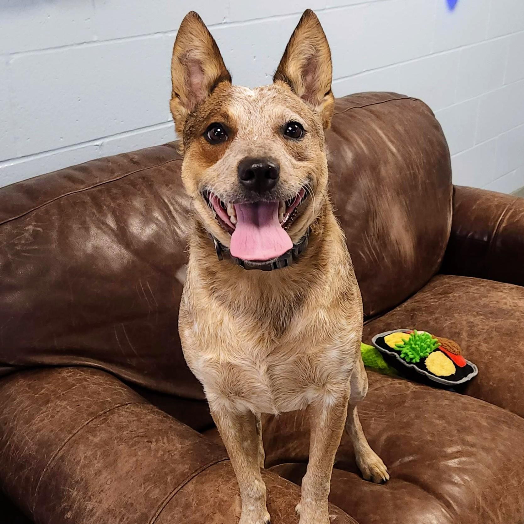 Cowboy, an adoption pending Australian Cattle Dog / Blue Heeler in Marshfield, WI image 3/5