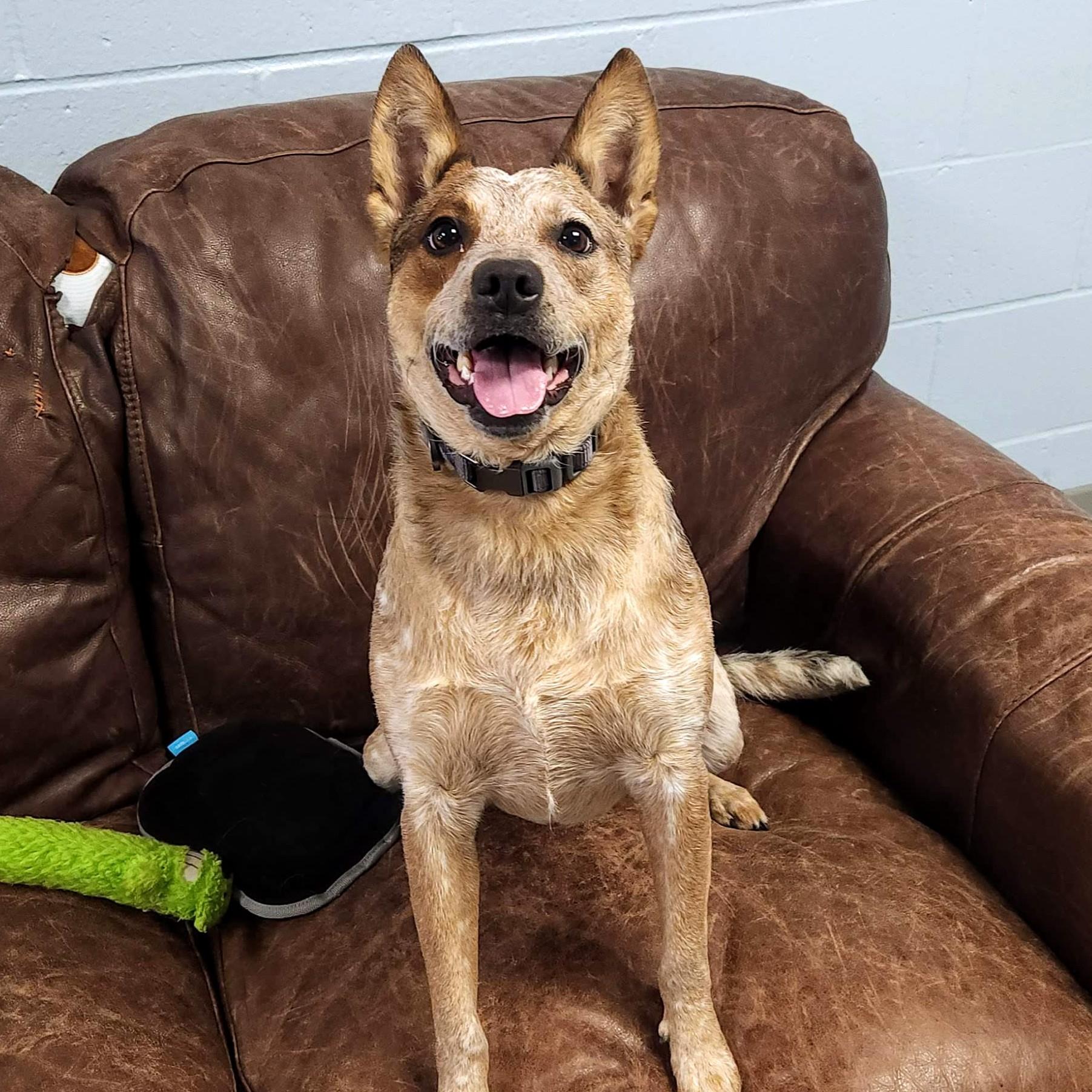 Cowboy, an adoption pending Australian Cattle Dog / Blue Heeler in Marshfield, WI image 4/5