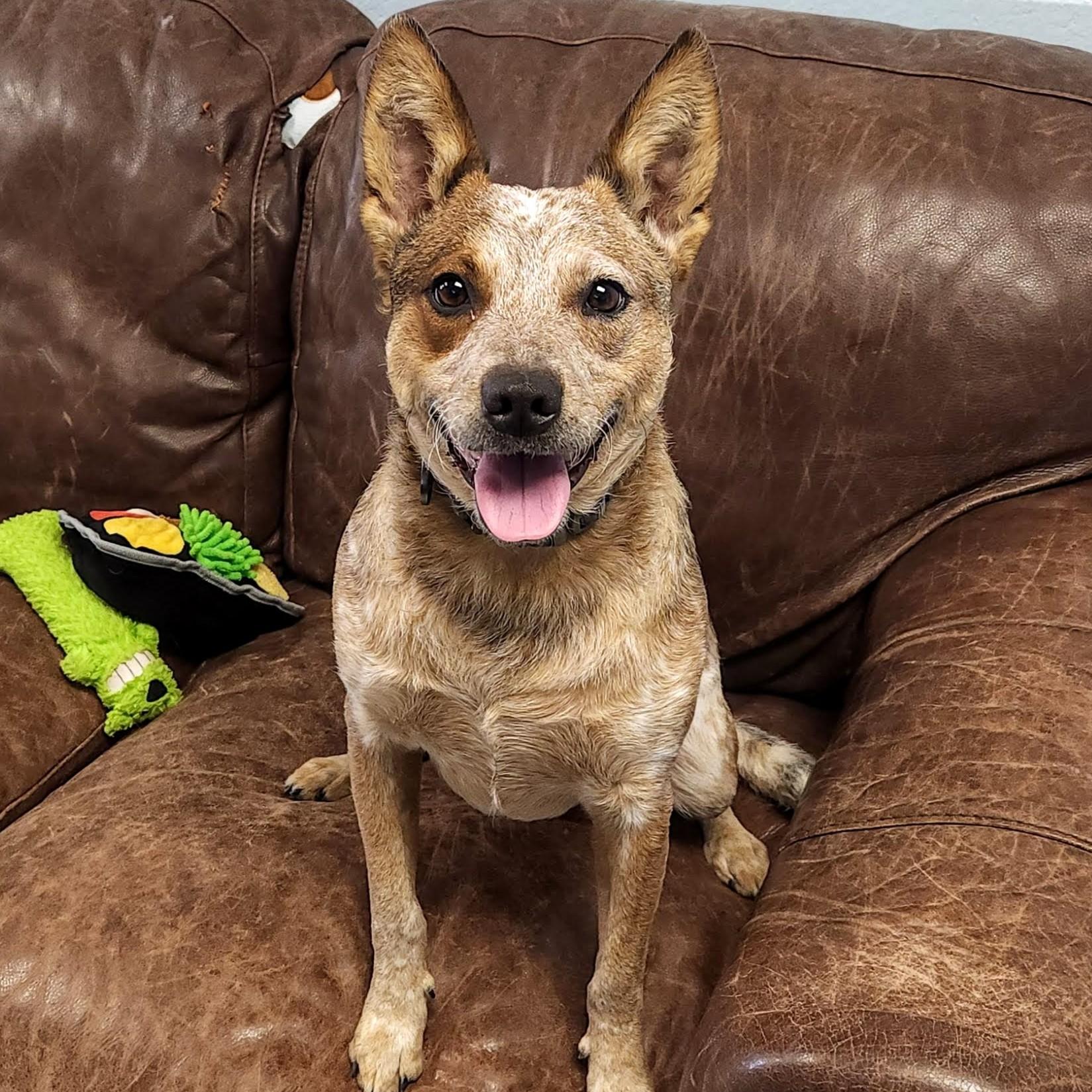 Cowboy, Adoptable, Young Male Australian Cattle Dog / Blue Heeler.