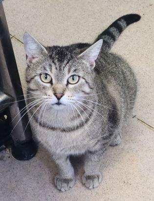 Rosalee, Adult Female Domestic Short Hair