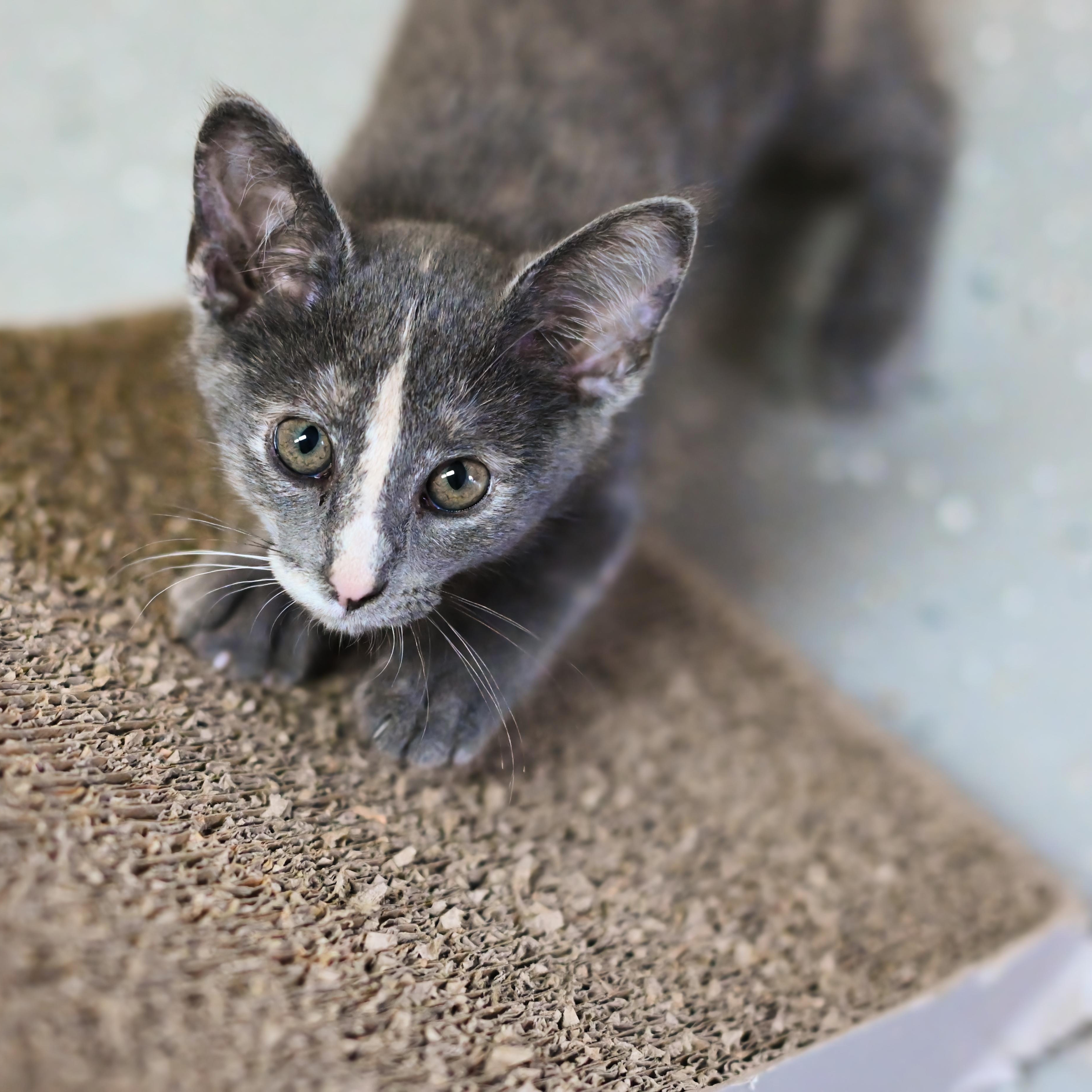 Nani - At Pet Supplies Plus photo 2