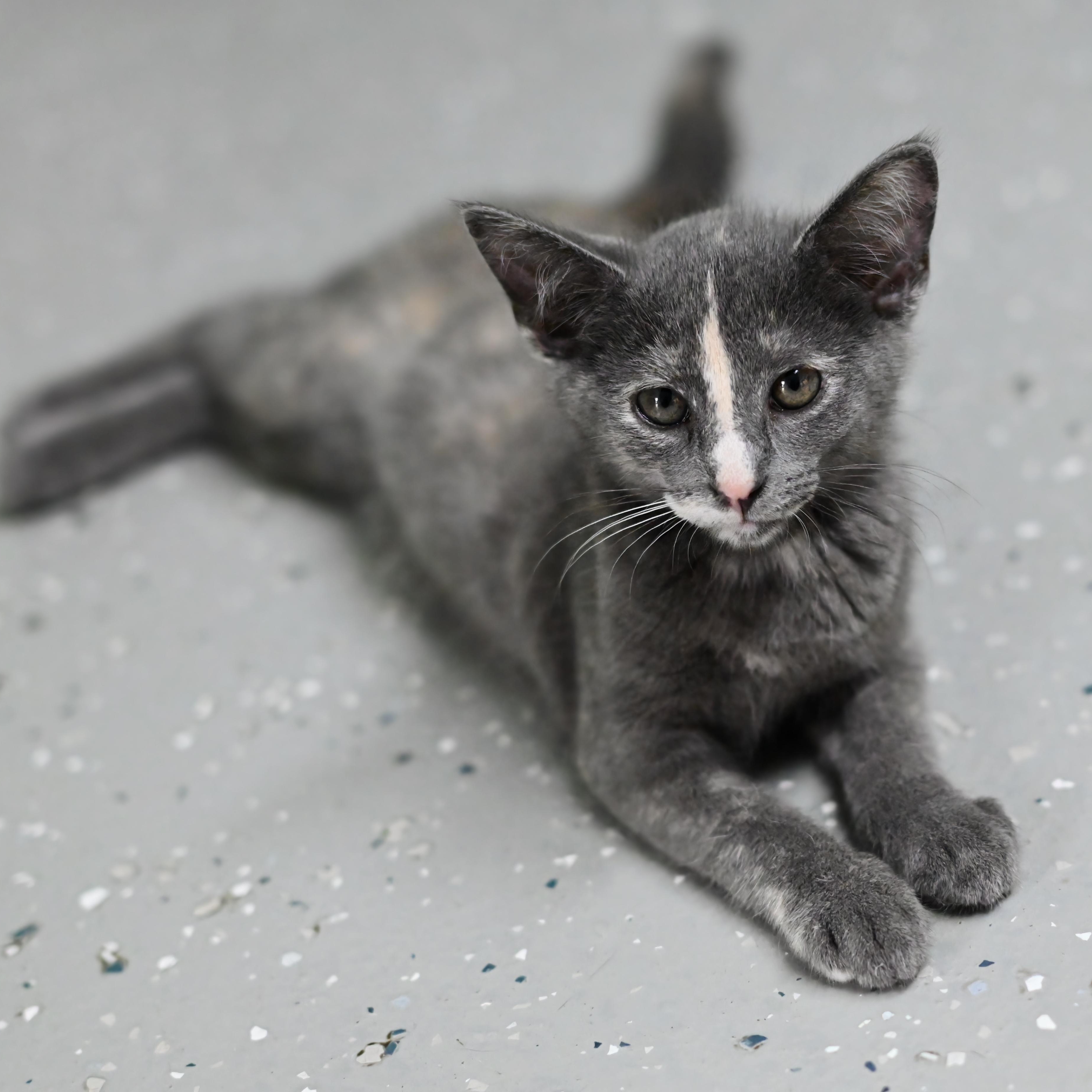 Nani - At Pet Supplies Plus photo 1