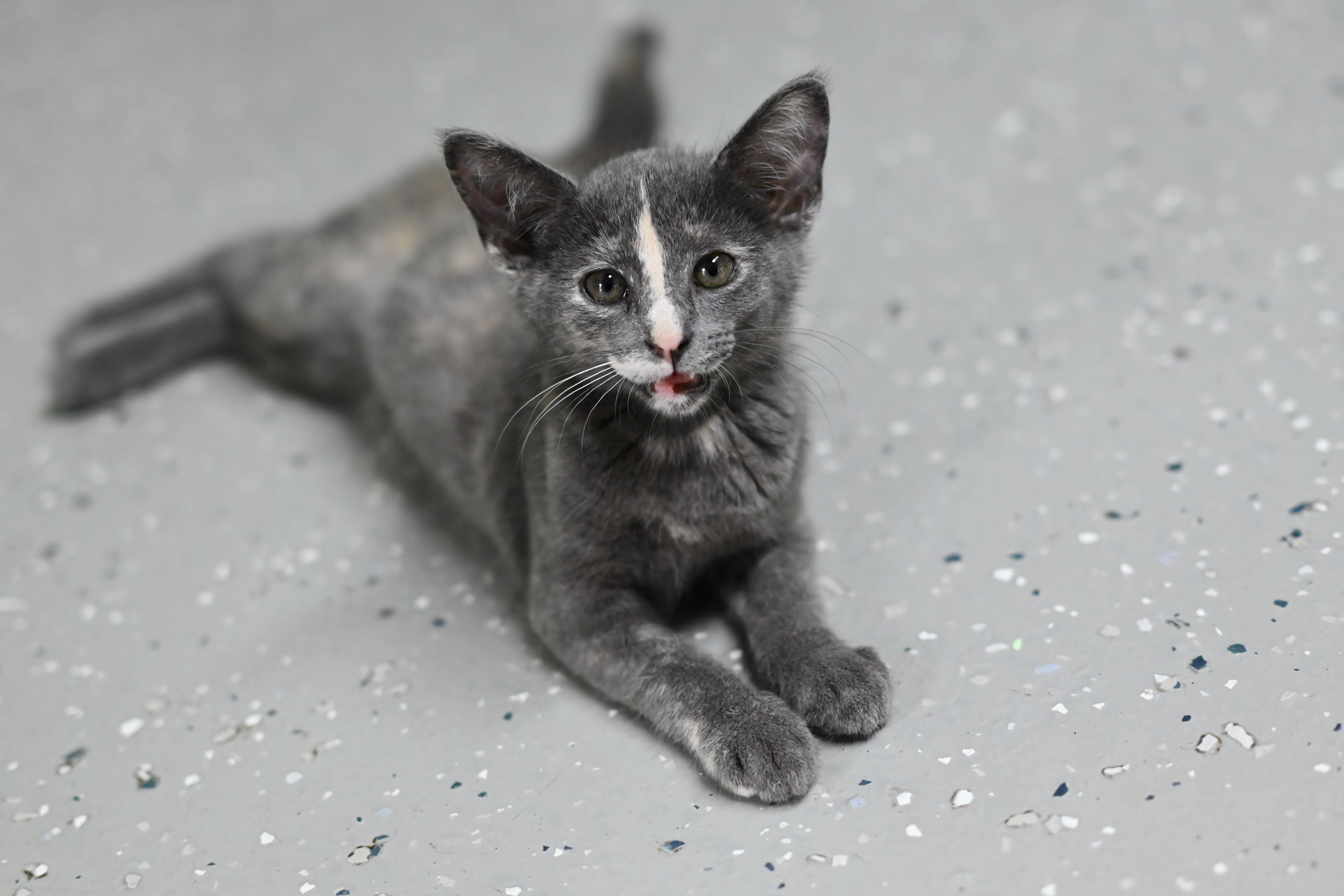 Nani - At Pet Supplies Plus photo 3