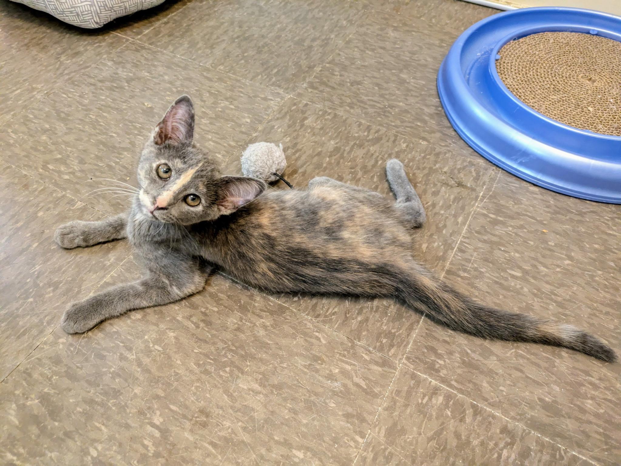Nani - At Pet Supplies Plus photo 4