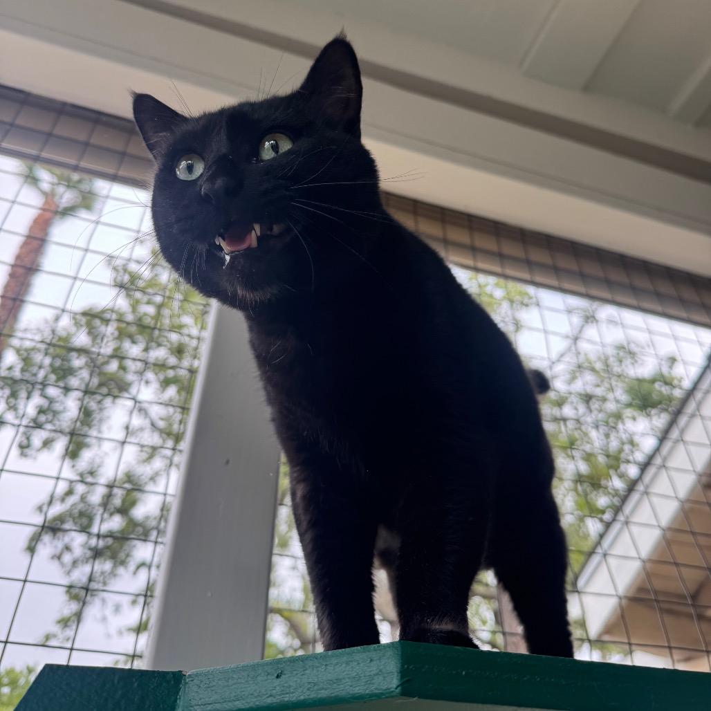 Trickster, Adoptable, Adult Male Domestic Short Hair.
