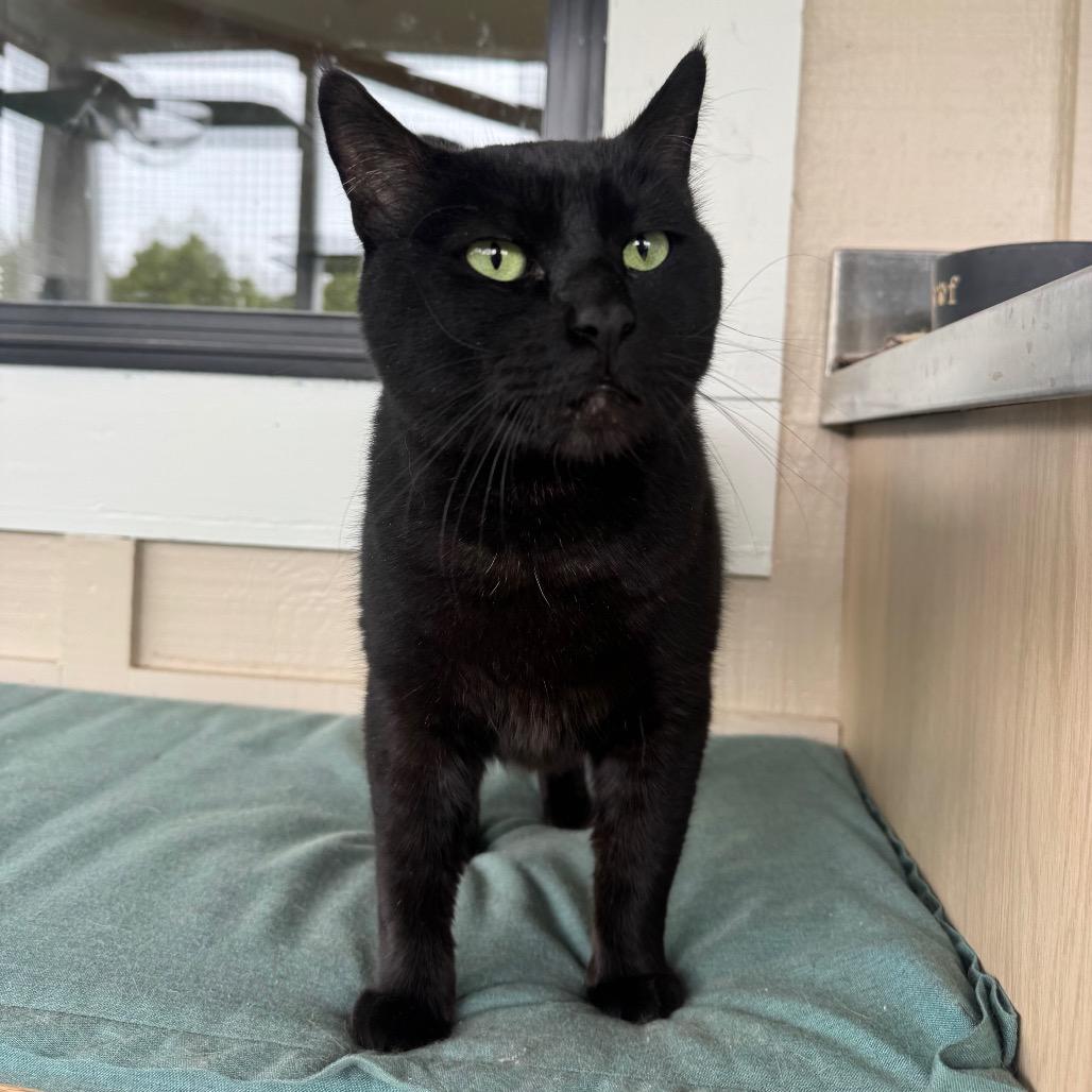 Trickster, a Adoptable Domestic Short Hair in Buellton, CA image 2/6
