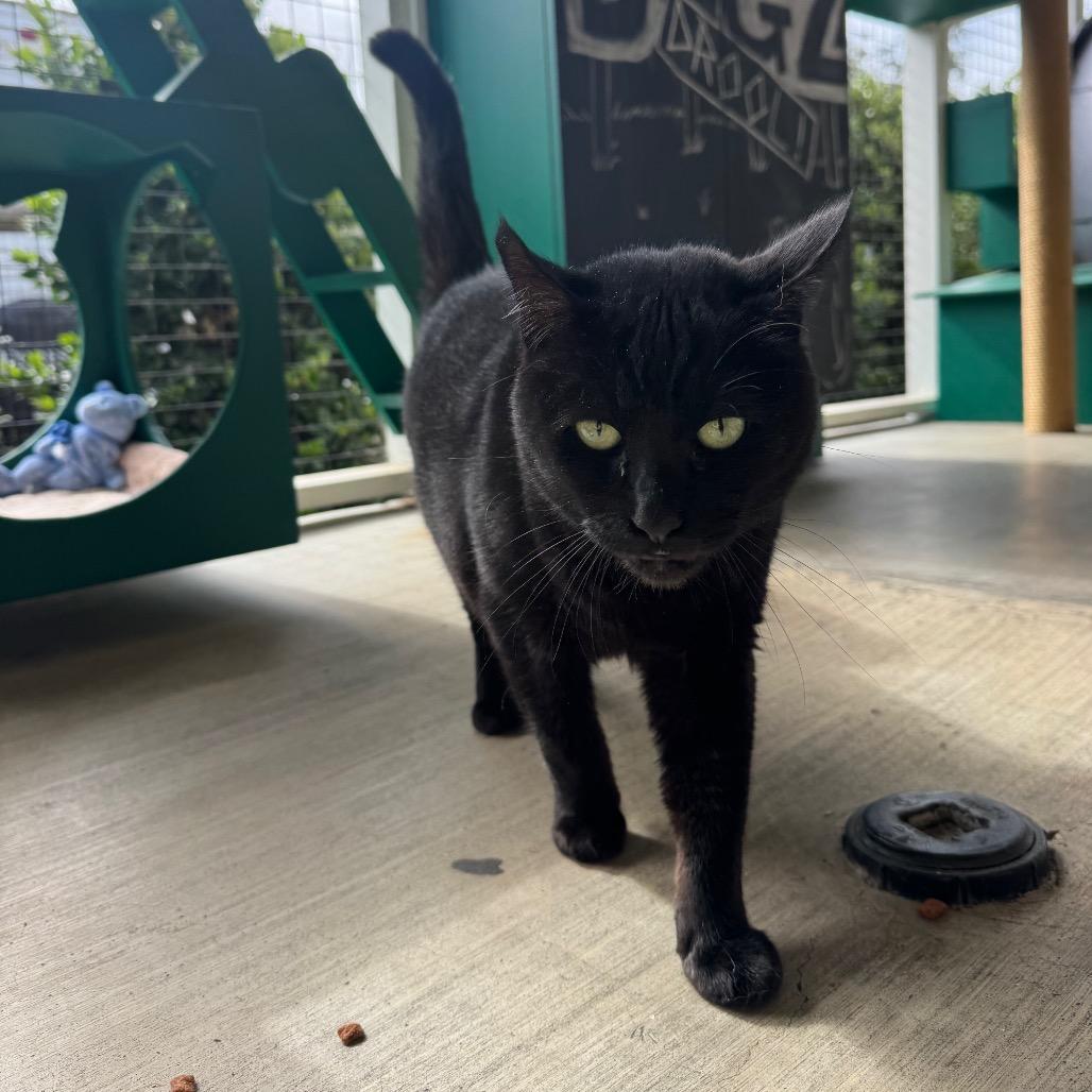 Trickster, a Adoptable Domestic Short Hair in Buellton, CA image 3/6
