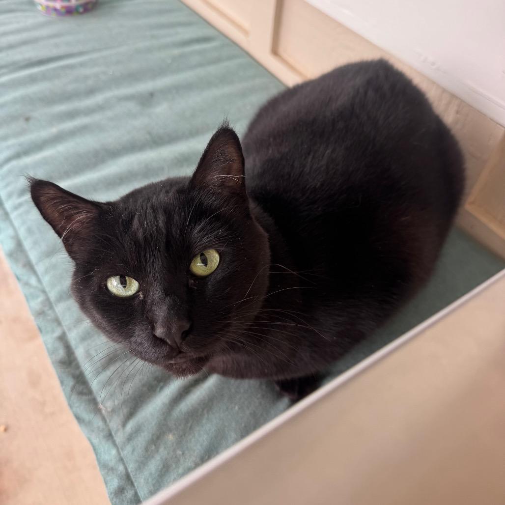 Trickster, a Adoptable Domestic Short Hair in Buellton, CA image 4/6